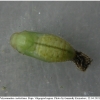 pol coelestinus pupa1 volg1